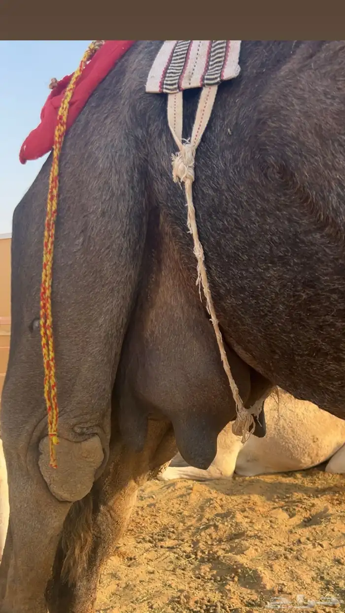 خلفه مجهم طيبه 1