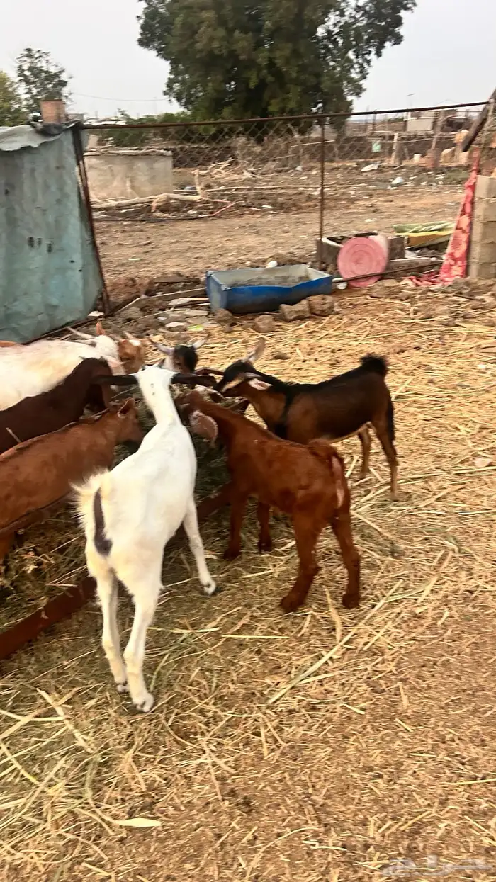 بهم بلدي تربيه 6