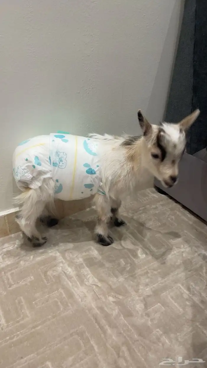 ماعز قزم ذكر للبيع معه حفايظ وحليب عمره اربع شهور 0