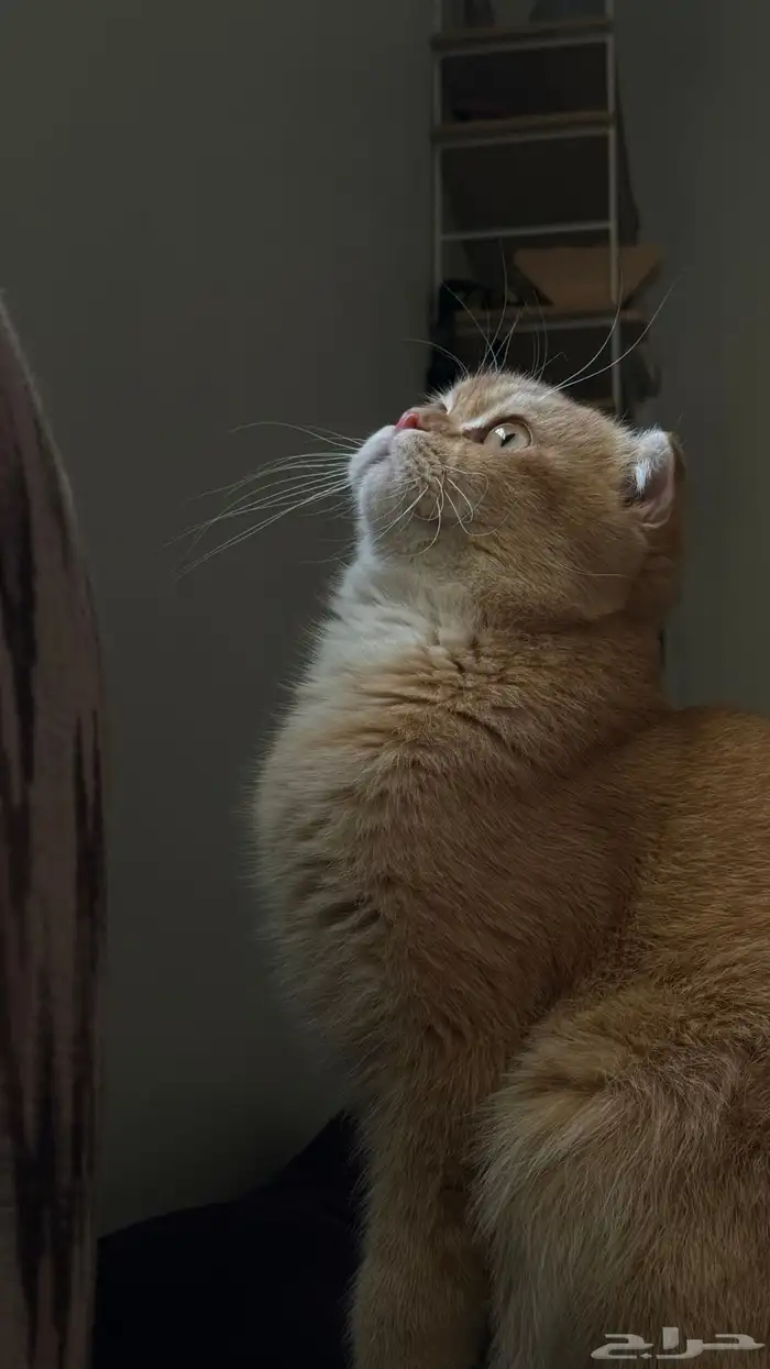 فندقة منزلية قطط وطيور 0