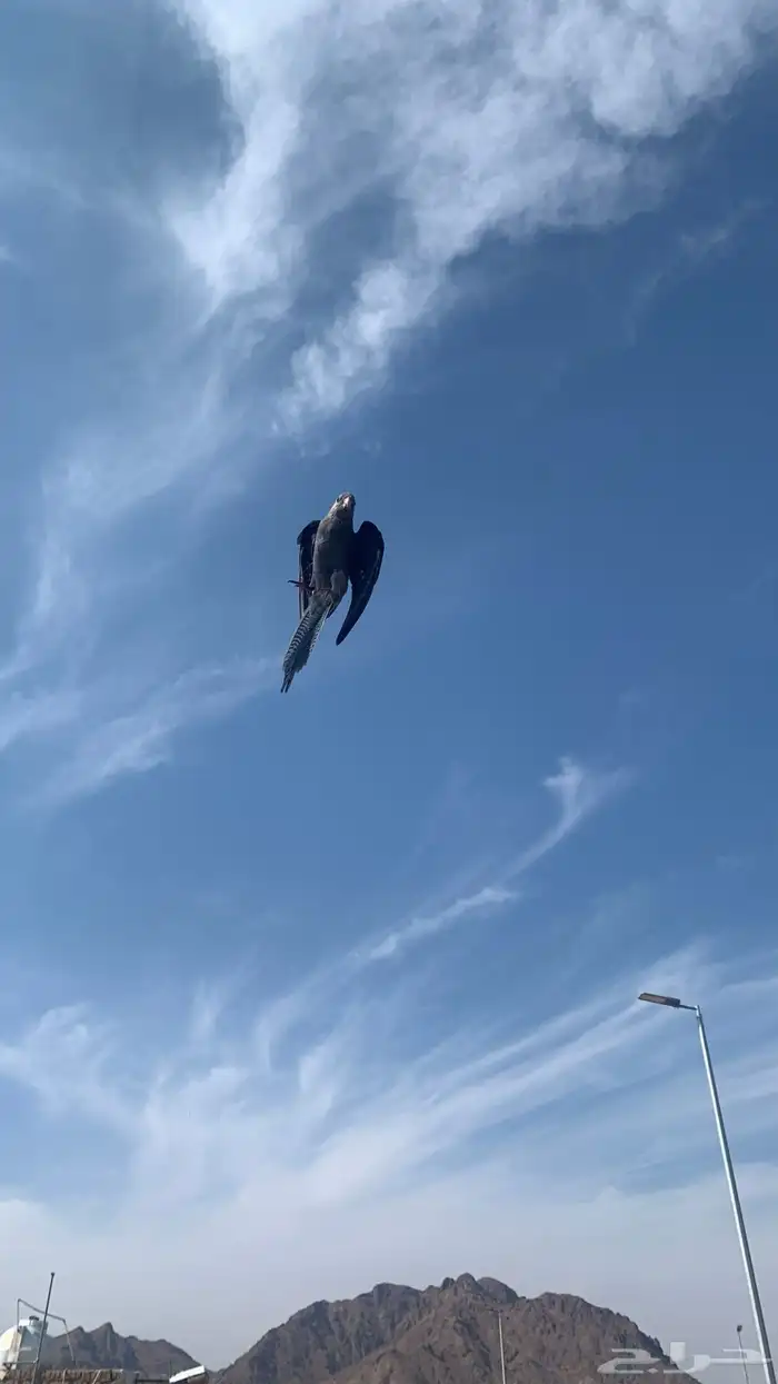 للبيع كروان وايت فيس هدد خارجي نهايت غر 0