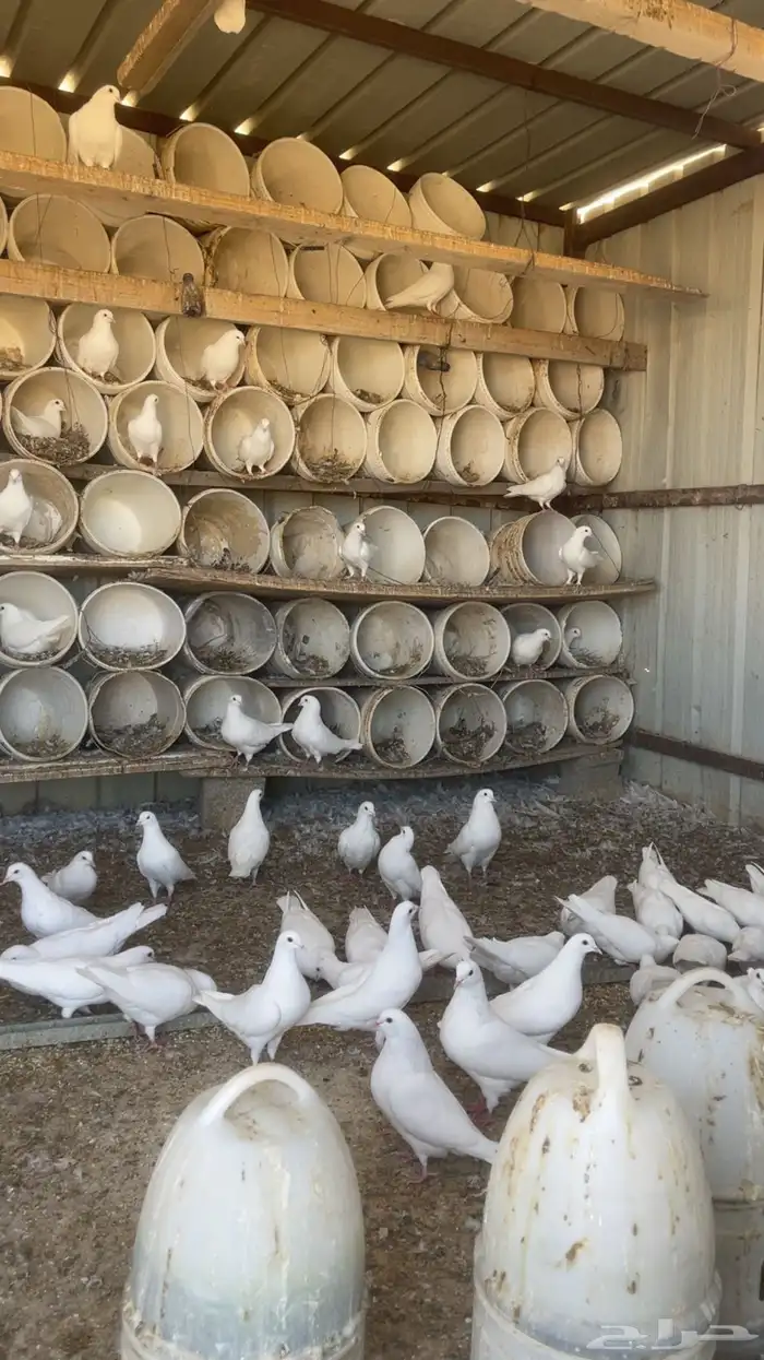 حمام فرنسي 0