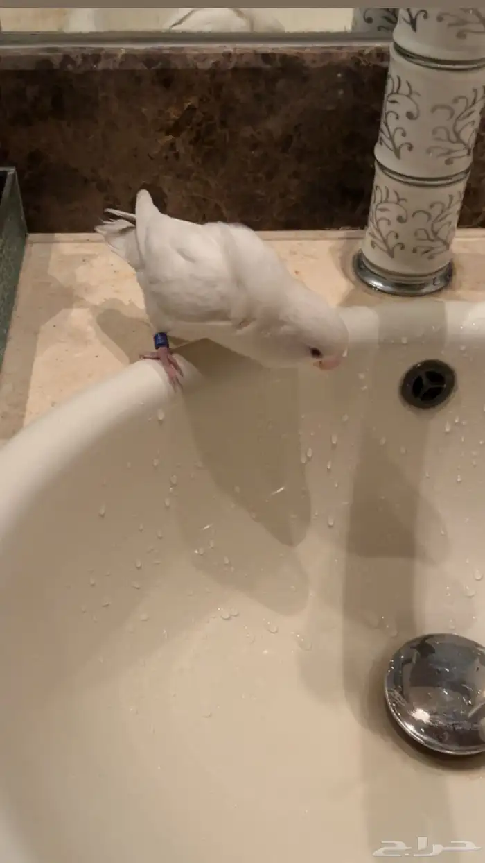 عصفور روز نشيط ويحب اللعب 0