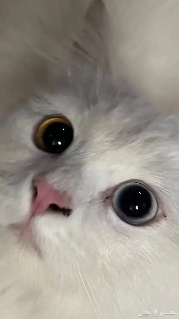 قط ضايع او متخلي عنه للتبني 0