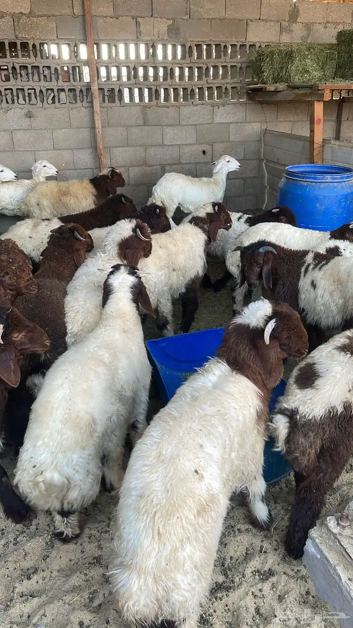 هرافي نعيم لبانيه طيبه 4