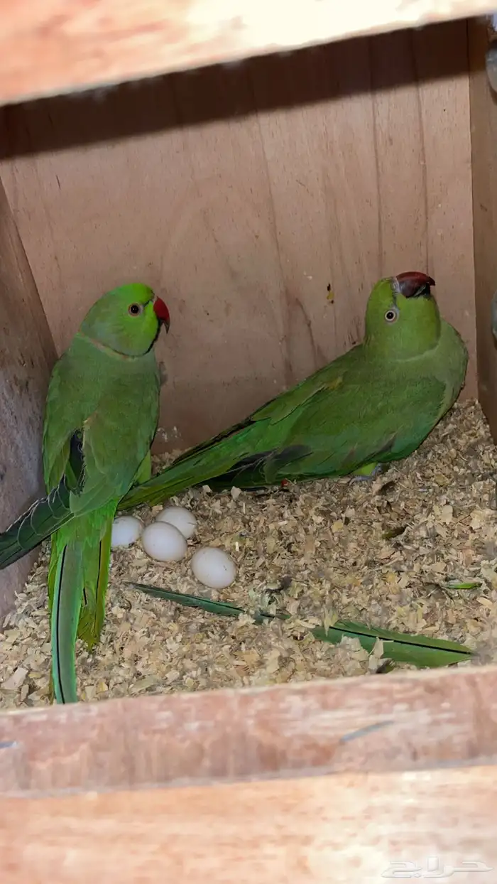 دره هندي جوز 1