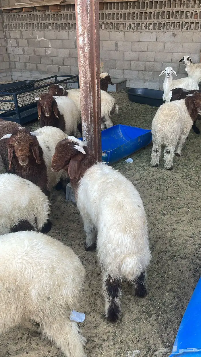 هرافي نعيم لبانيه طيبه 1