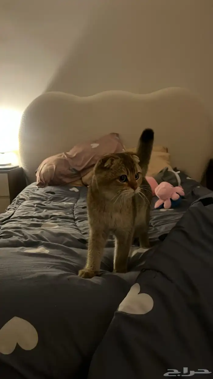 قط سكوتش فولد للبيع 0