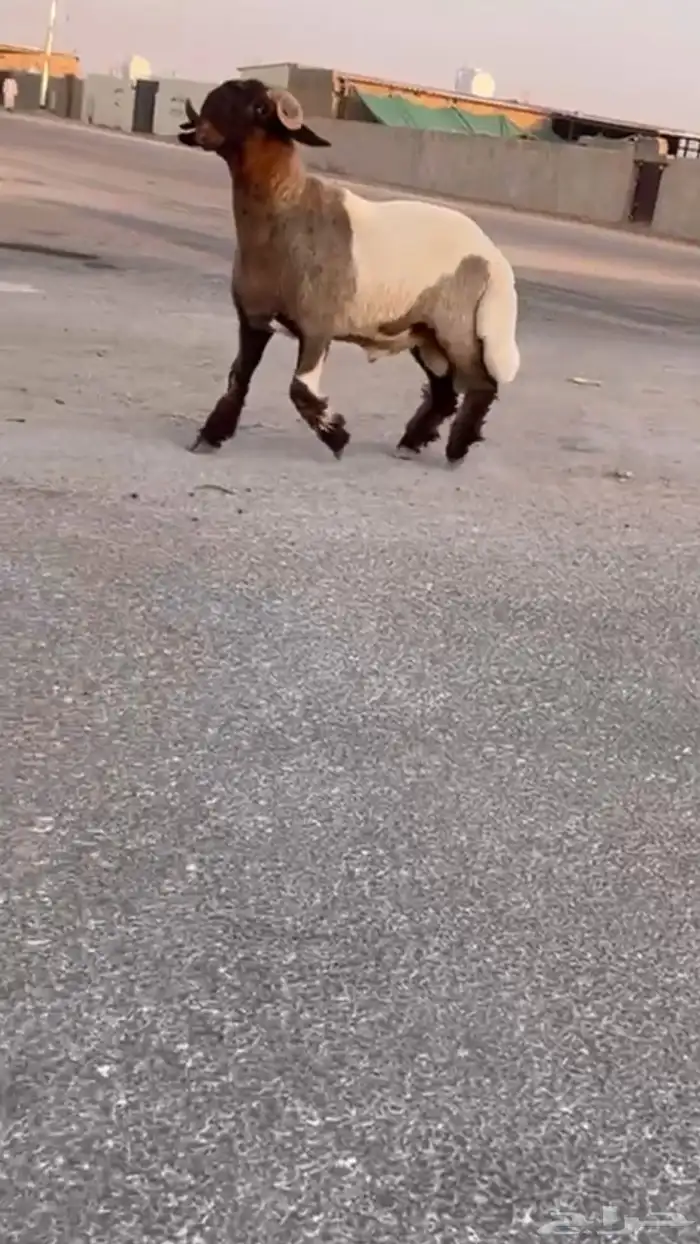 جدع طيب سناد طرف جبار سليم من كل عدروب 1