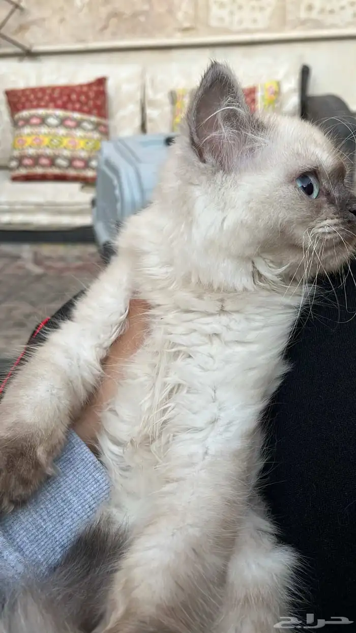 قطة للبيع 1