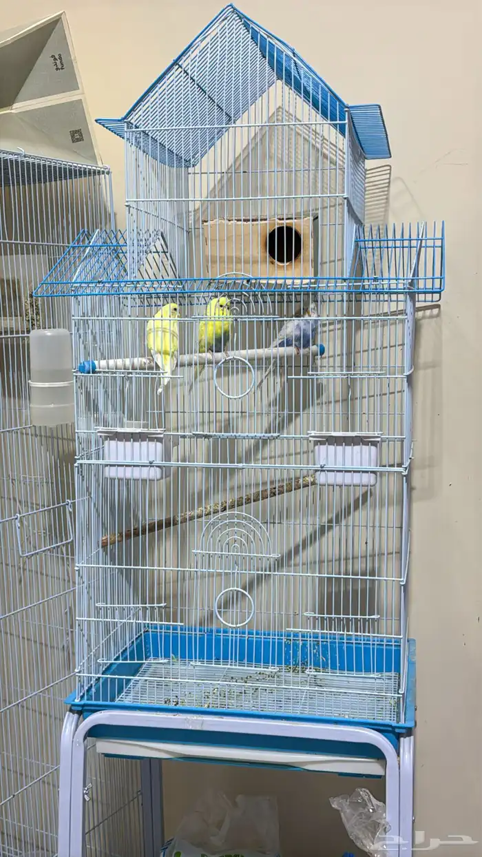 عصافير الحب زوج  ببغاء الدره زوج مع فروخ وبيض قابل للانتاج 4