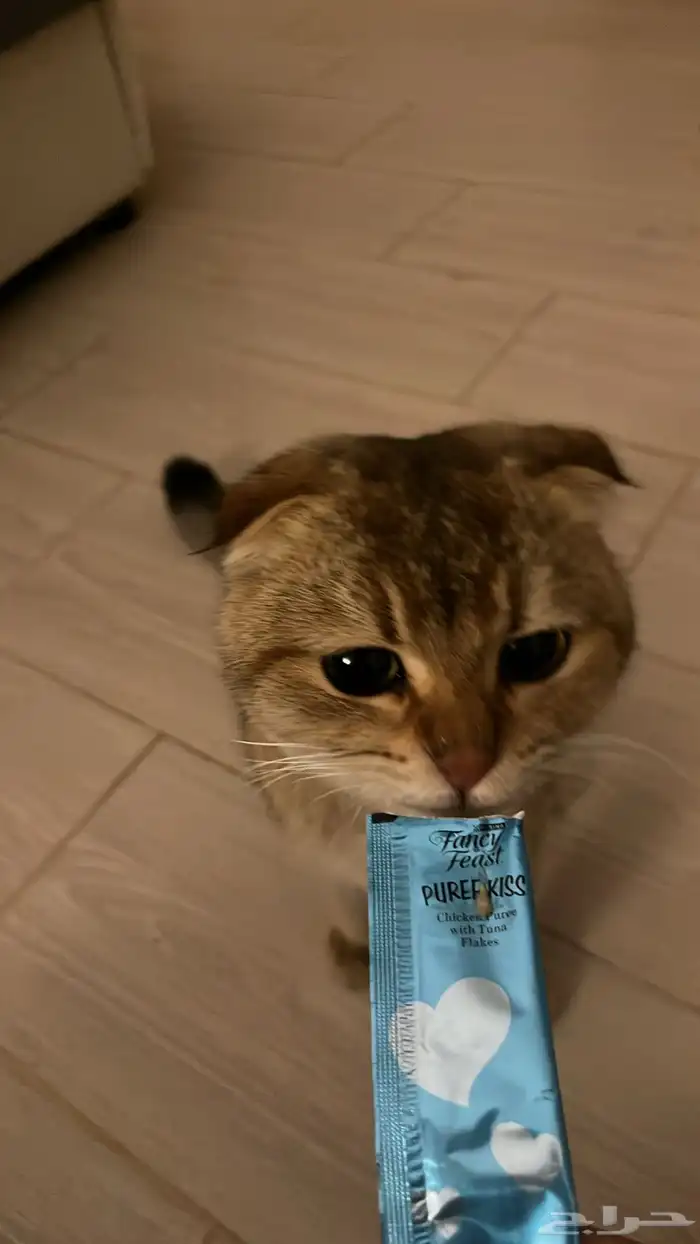 قط سكوتش فولد للبيع 1