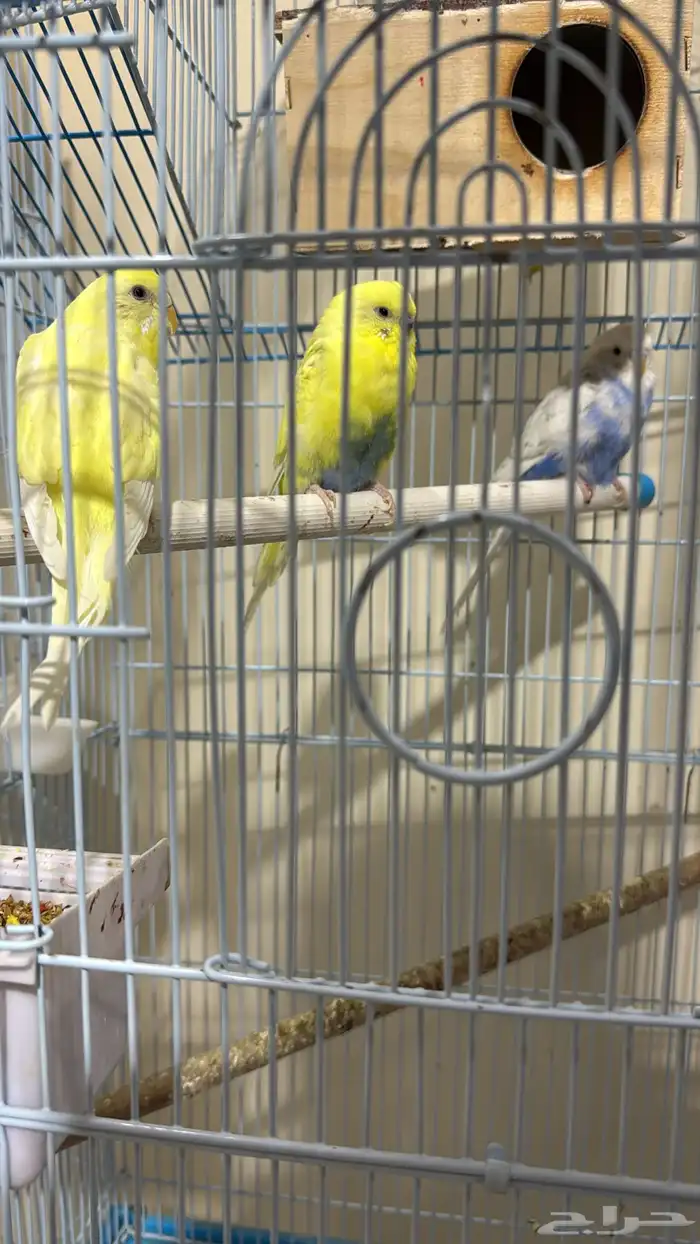 عصافير الحب زوج  ببغاء الدره زوج مع فروخ وبيض قابل للانتاج 2