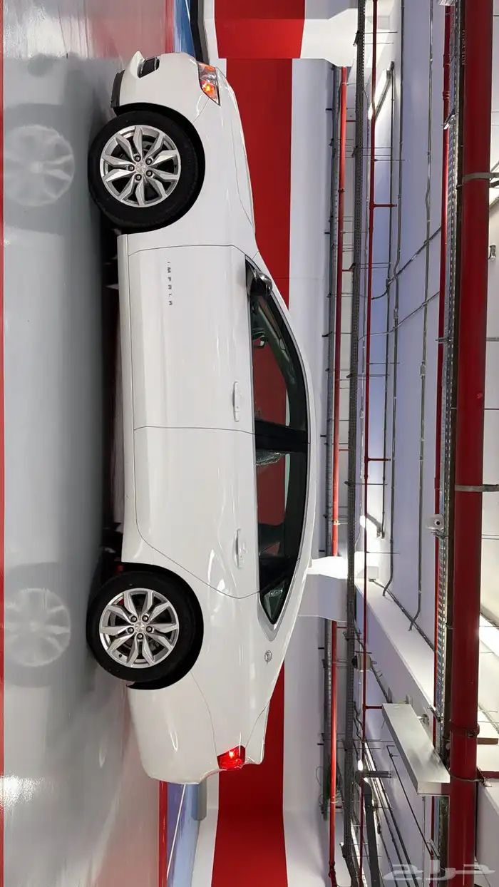 آمبالا الغزال الامريكي   . 6