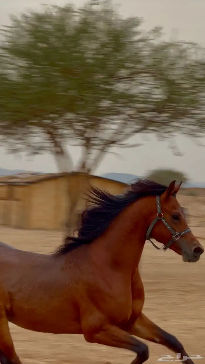 حصان عربي واهو 5