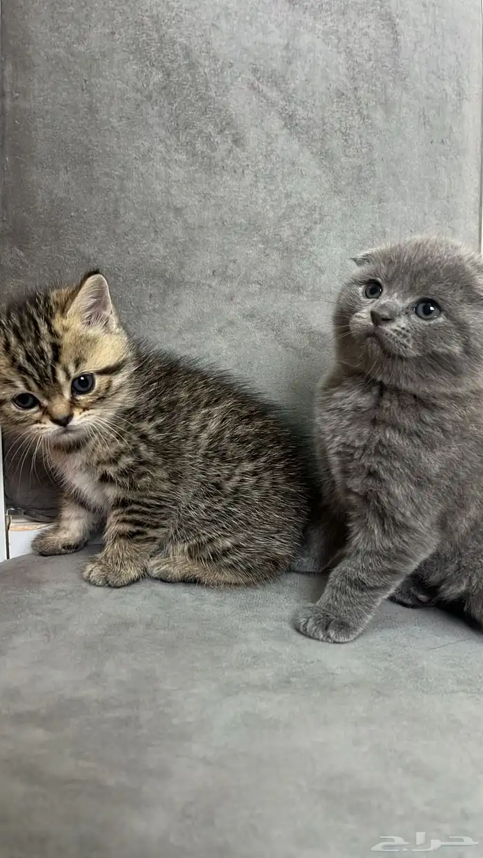 قطط سكوتش للبيع(صغيره الحجم ) 1