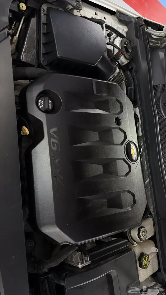 آمبالا الغزال الامريكي   . 26