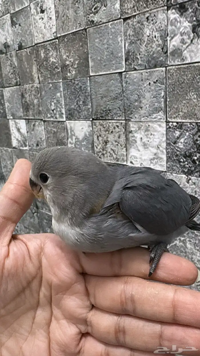 فرخ روز للبيع 2