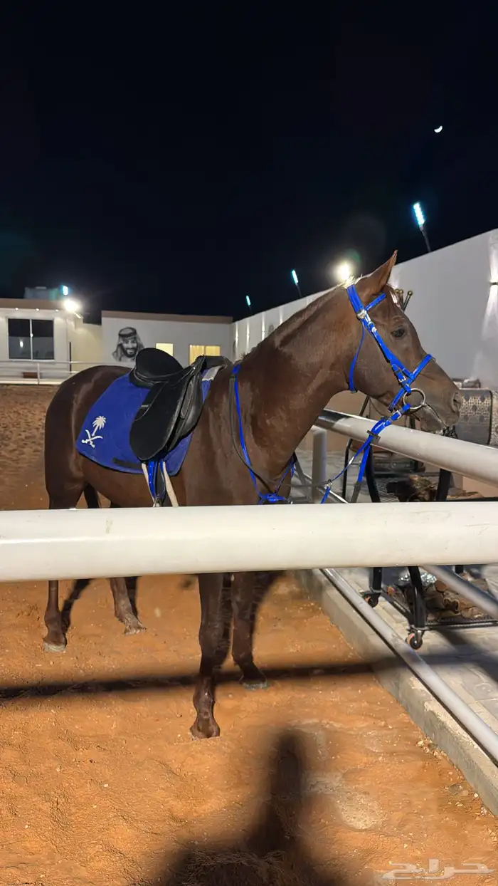 اسطبل للايجار اليومي   تدريب   ايواء ( ) 2