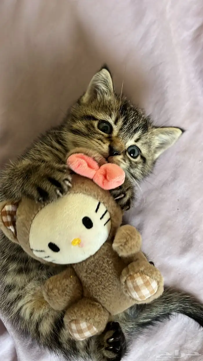 قطط سكوتش للبيع(صغيره الحجم ) 2