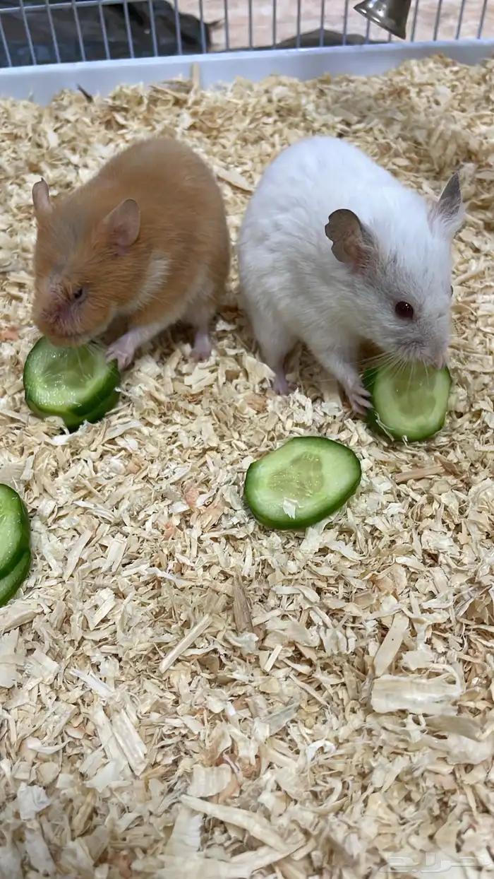 زوج هامستر نوع سوري عمر صغير 0