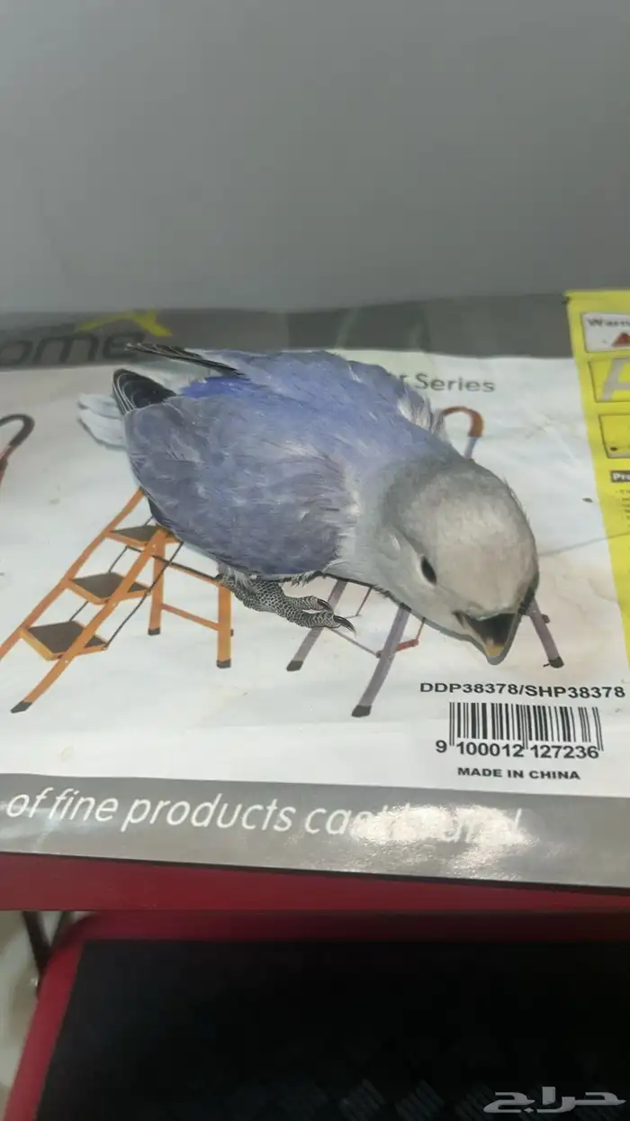 فرخ روز للبيع 2