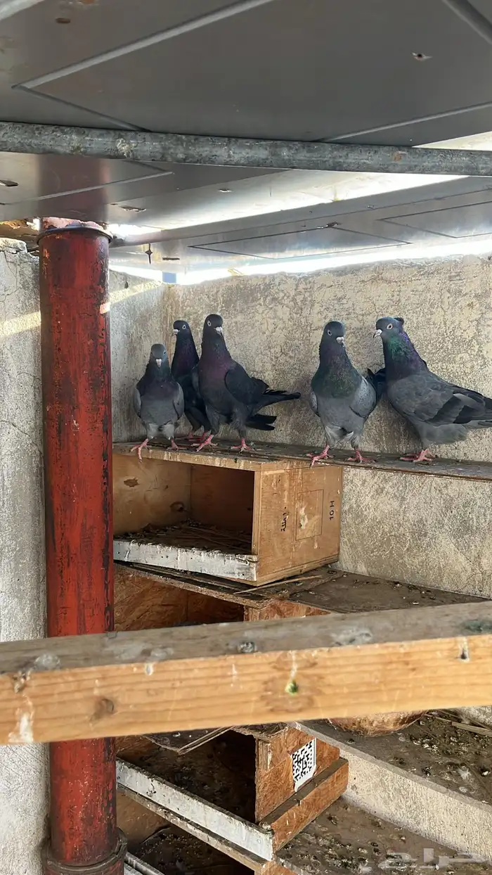 حمام قطيفي للبيع 2