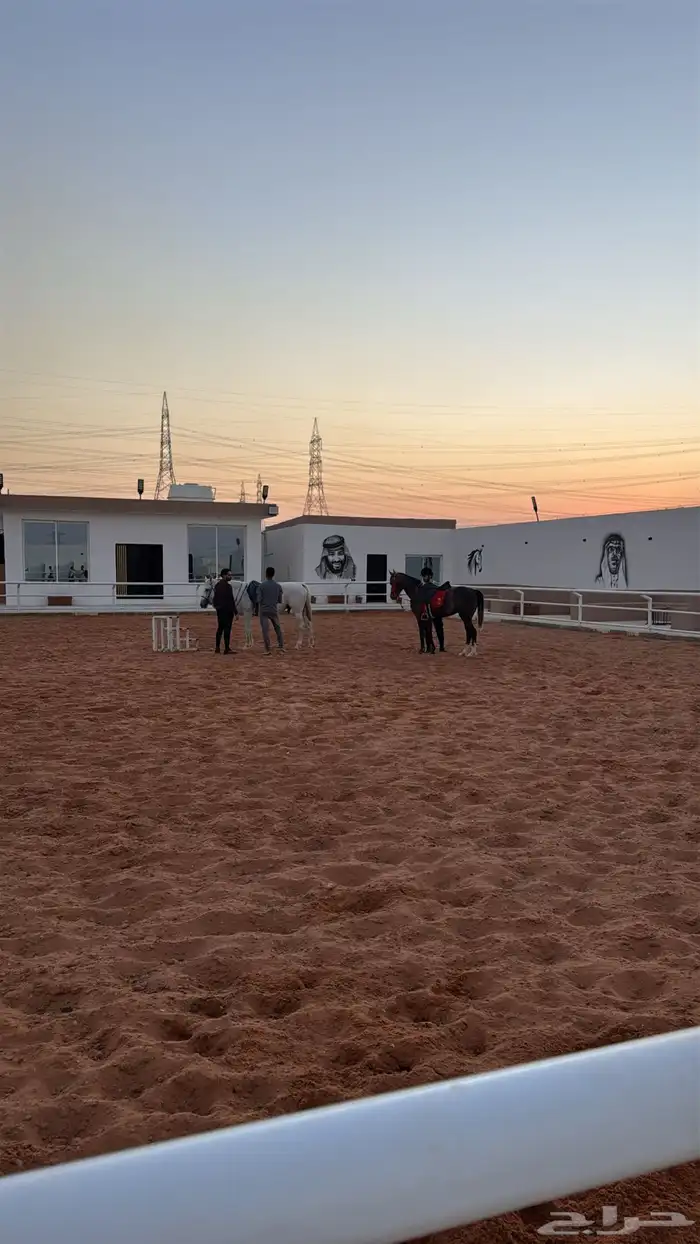 اسطبل للايجار اليومي   تدريب   ايواء ( ) 1