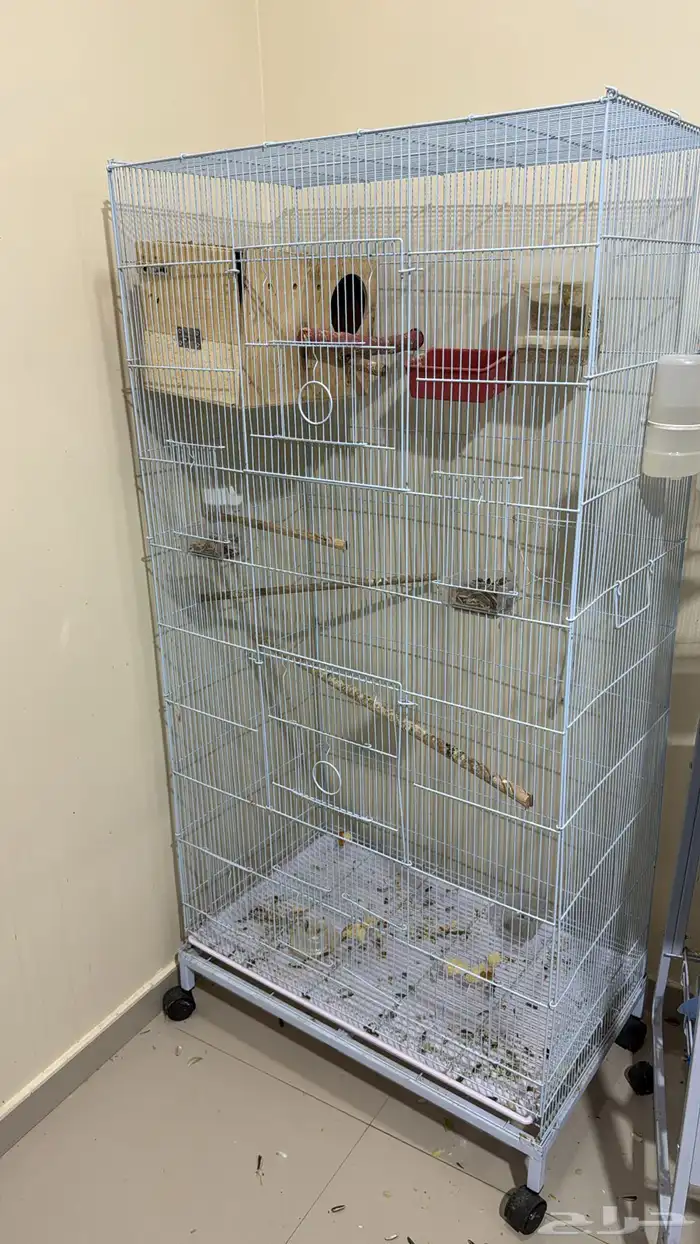 عصافير الحب زوج  ببغاء الدره زوج مع فروخ وبيض قابل للانتاج 7