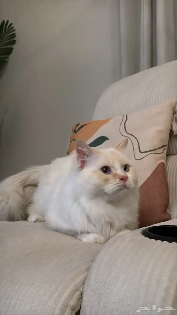 قط ضايع للتبني سبحته وهذا لونه العمر سنه ونص ذكر 0