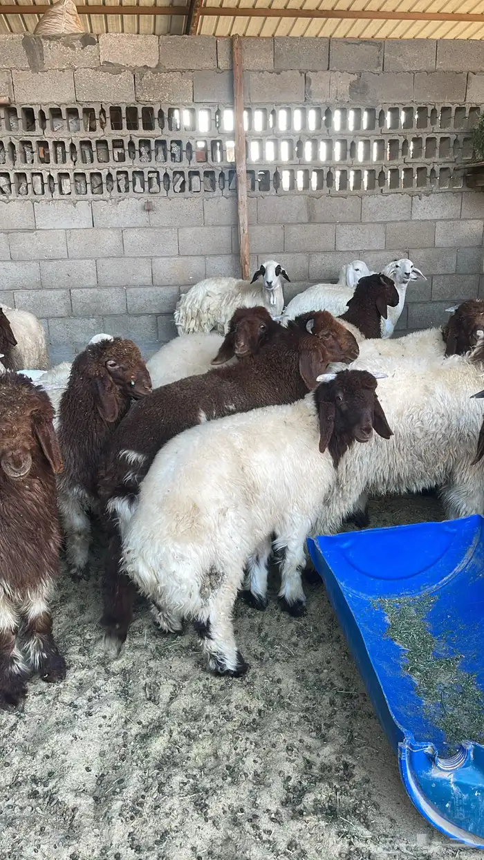 هرافي نعيم لبانيه طيبه 2