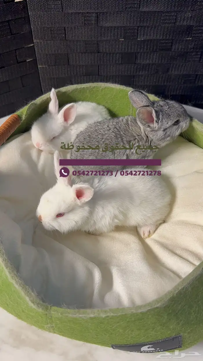 للبيع ارانب هولنديه 1