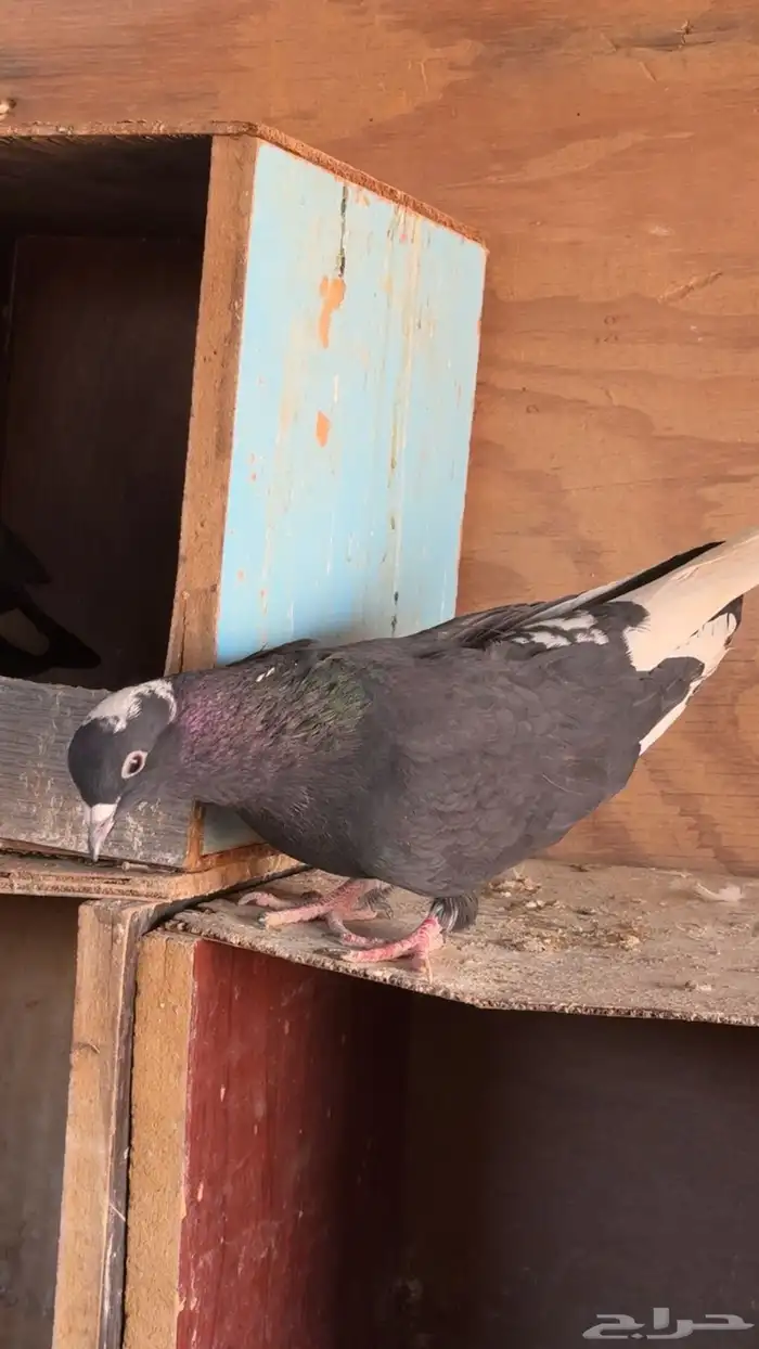 حمام قطايف 3