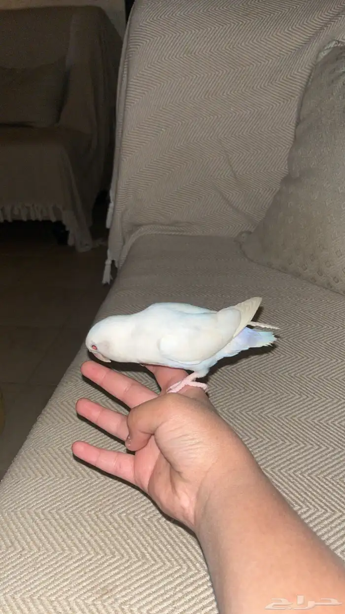 طير روز اليف جدا جدا 0