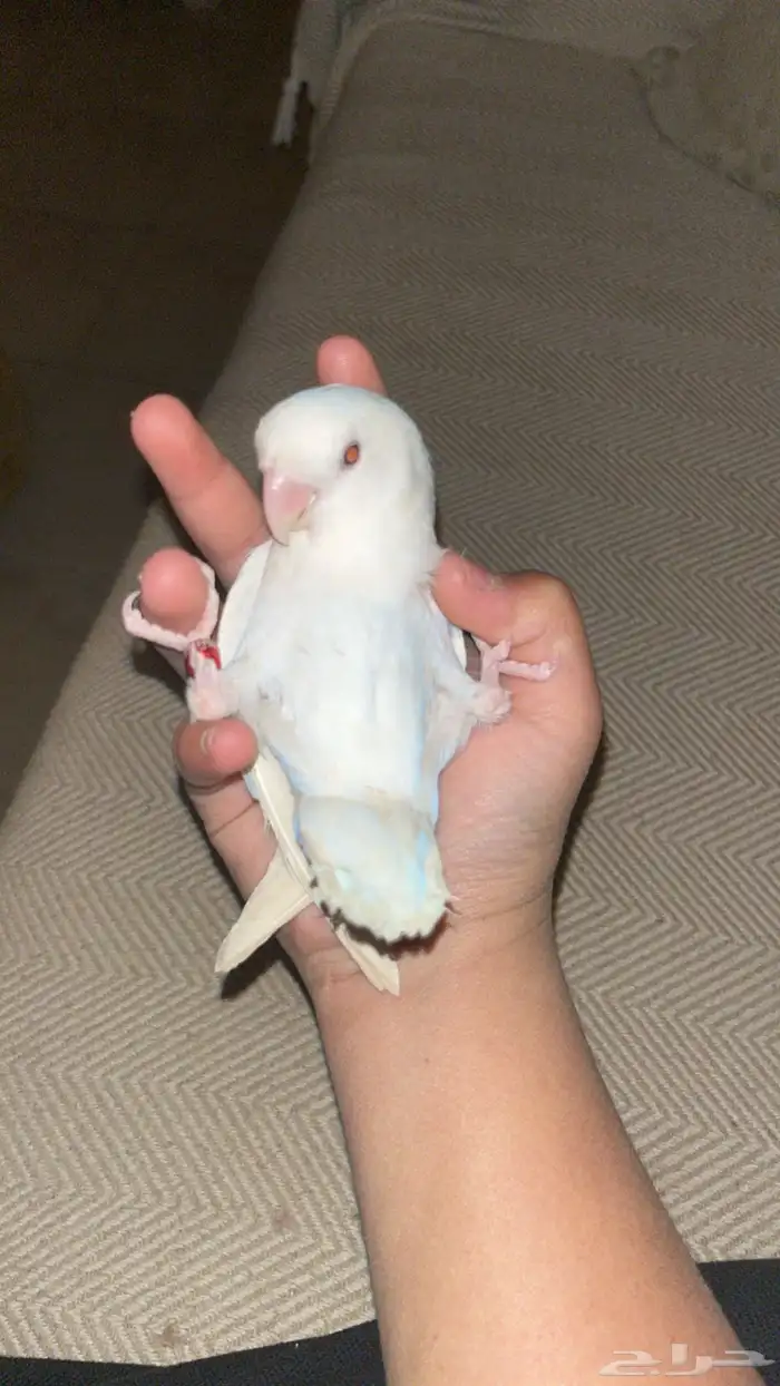 طير روز اليف جدا جدا 1