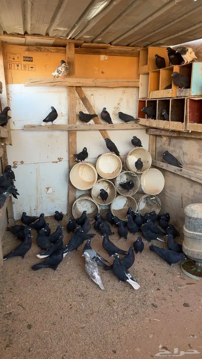 حمام قطايف 1