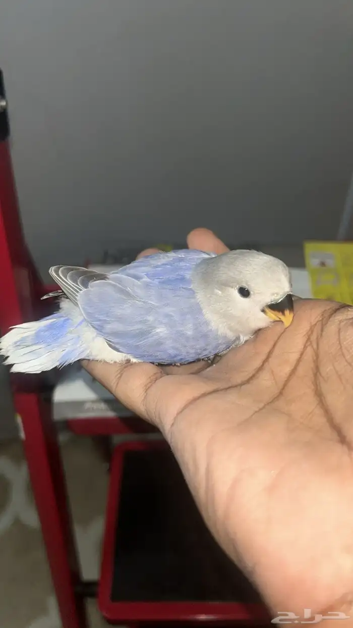 فرخ روز للبيع 0