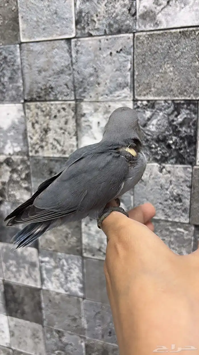 فرخ روز للبيع 0