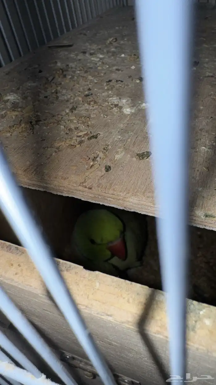 عصافير الحب زوج  ببغاء الدره زوج مع فروخ وبيض قابل للانتاج 6