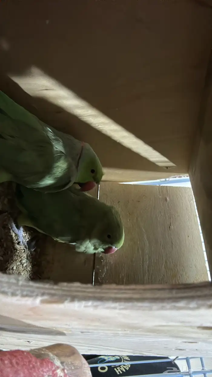 عصافير الحب زوج  ببغاء الدره زوج مع فروخ وبيض قابل للانتاج 5