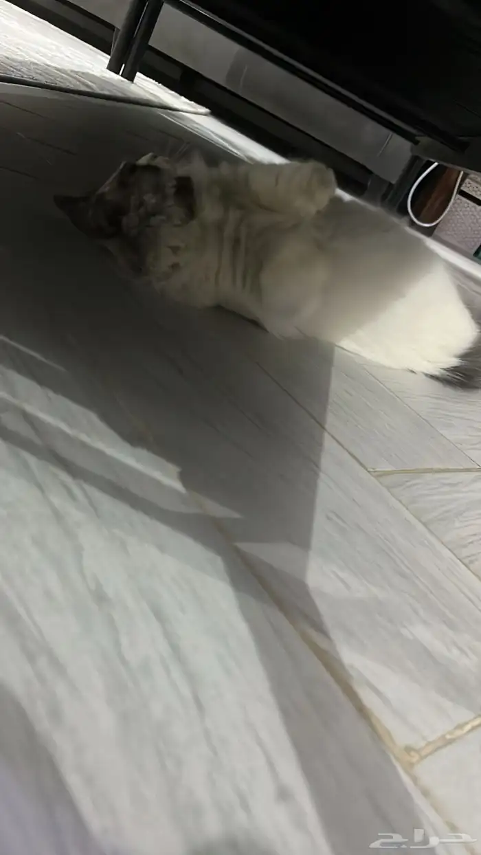 قطه للتبني 2