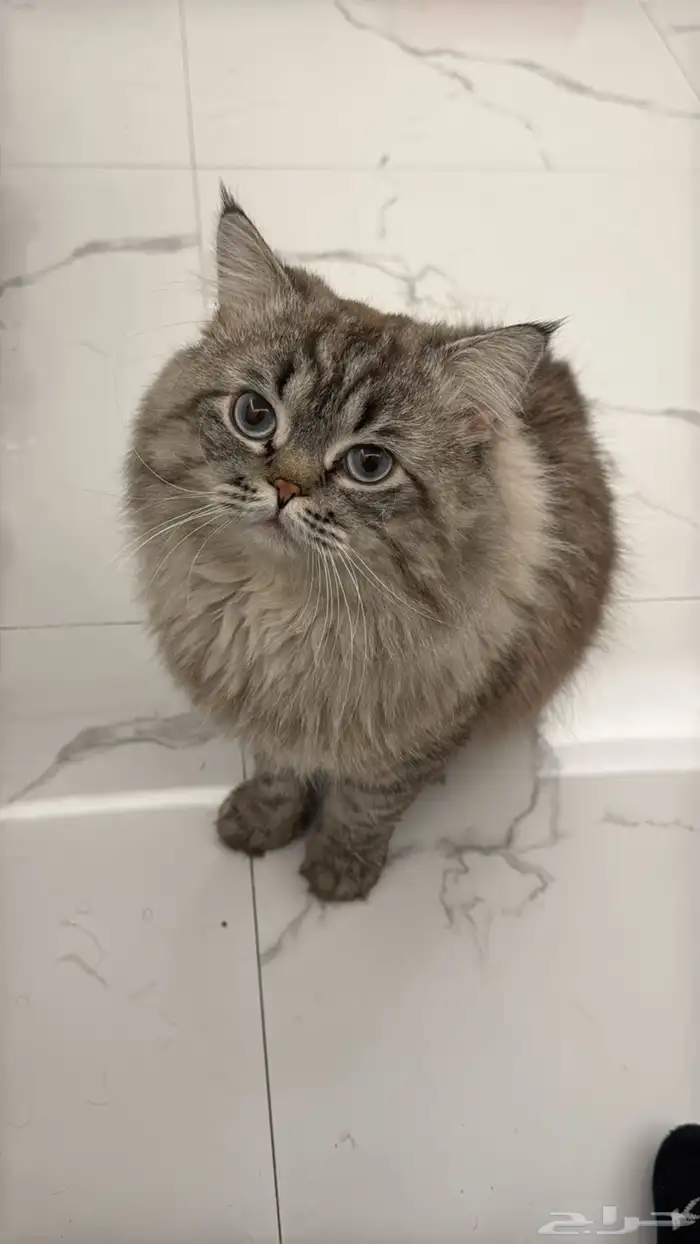 قطو ذكر للبيع 4