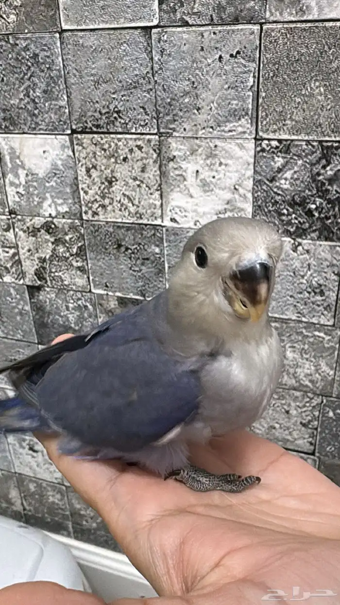 روز فرخ للبيع 0