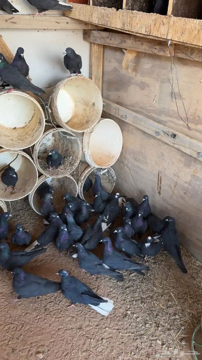 حمام قطايف 0