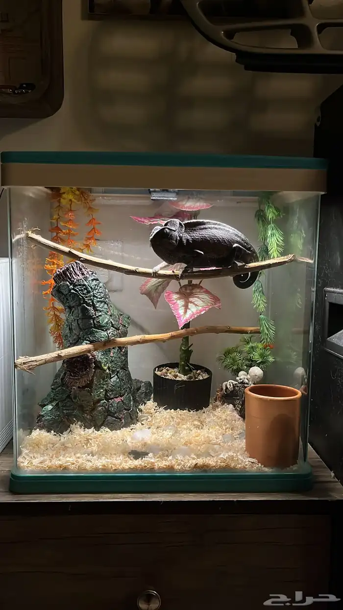 حرباء محجبة 1