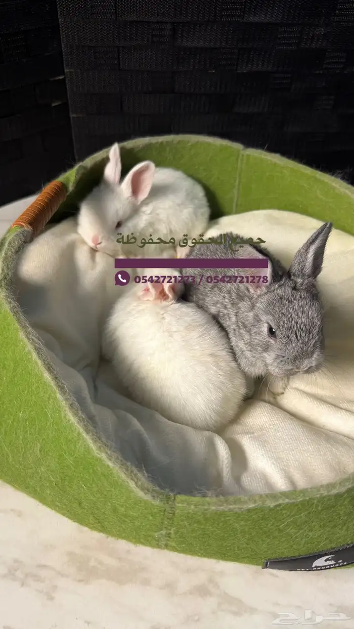 للبيع ارانب هولنديه 0