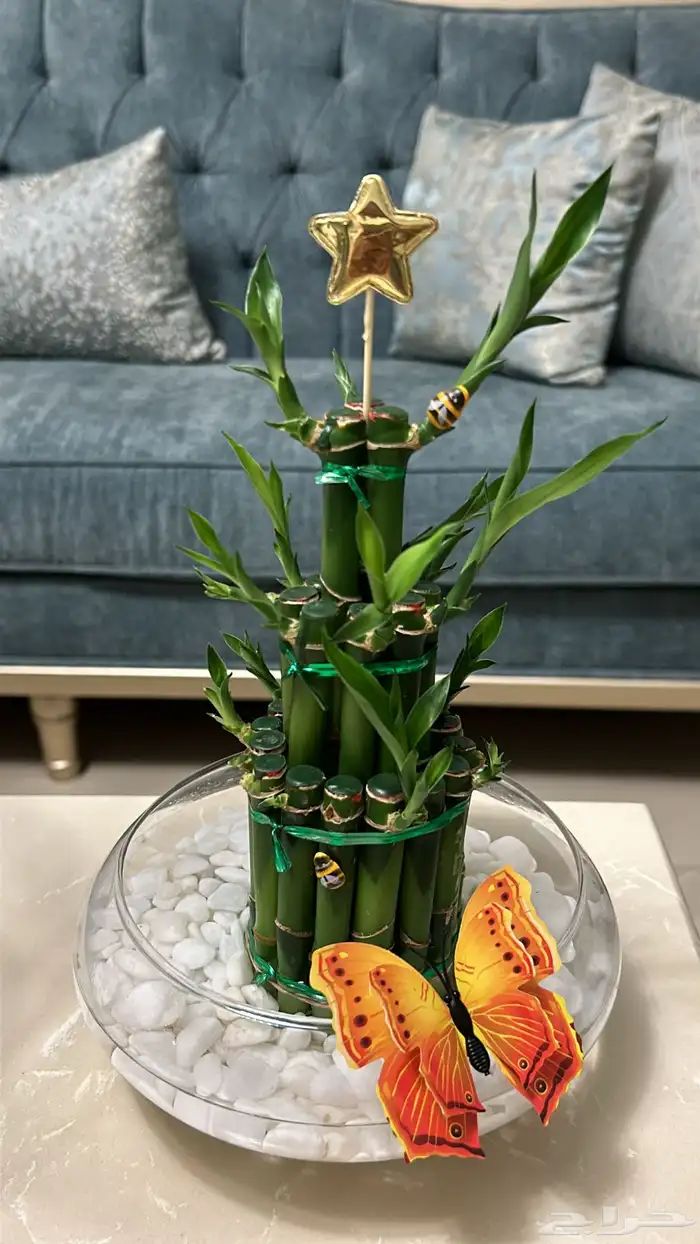 نبتة بامبو 0