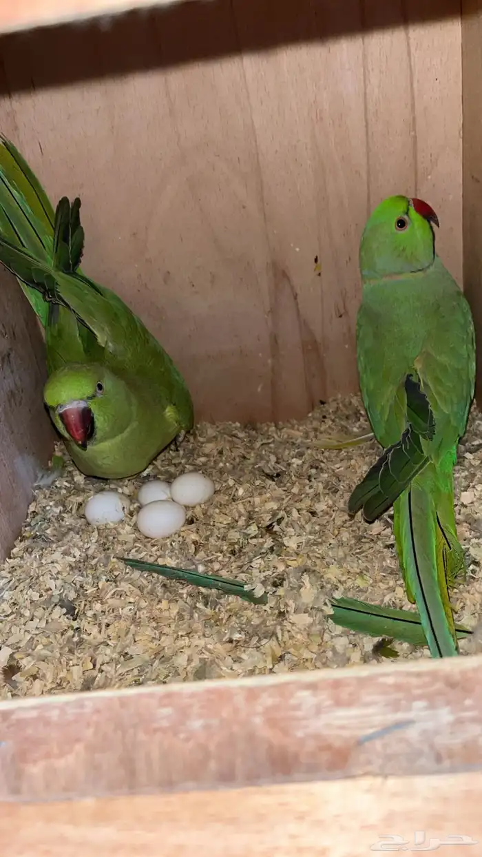 دره هندي جوز 0