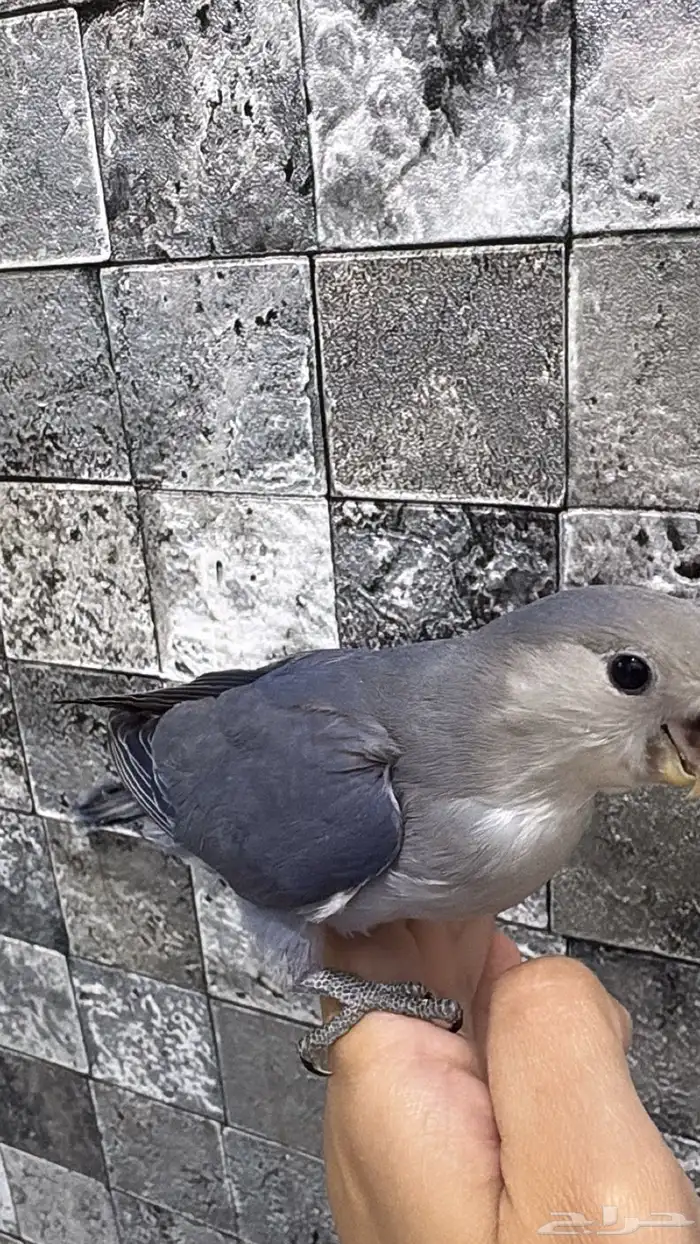 روز فرخ للبيع 2