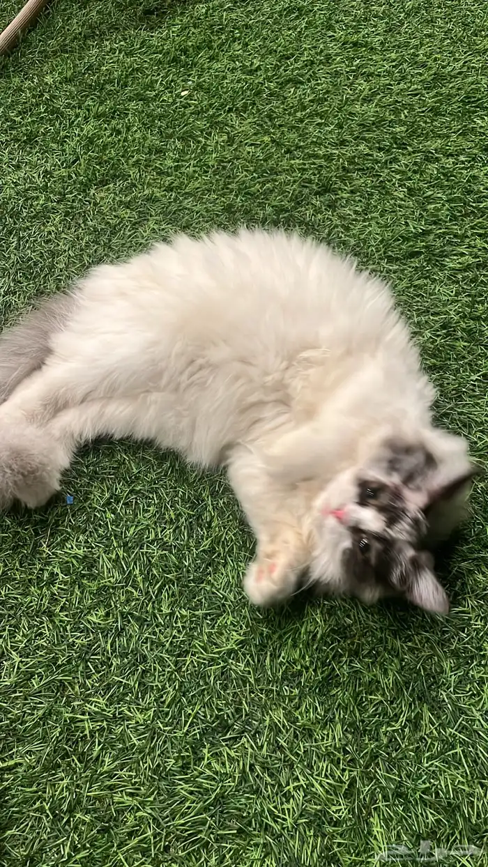 قطه للتبني 0